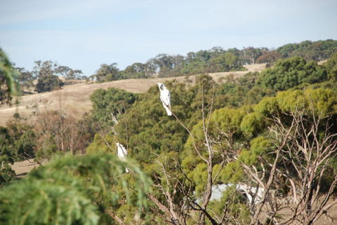 Mancuso Country Cottage Retreat - Sydney 4u 6