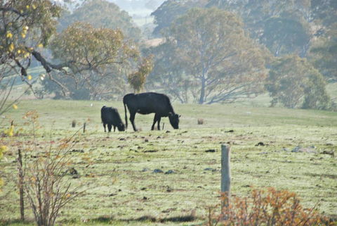 Mancuso Country Cottage Retreat - Sydney 4u 5