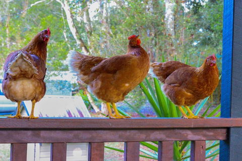 PK Illusions - Accommodation Sydney 4