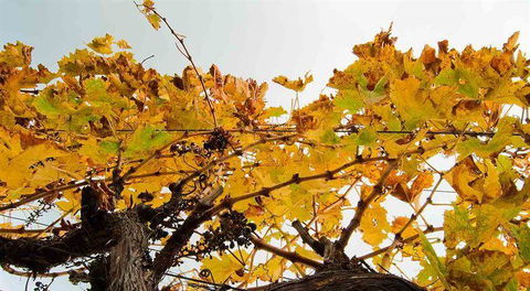 Arimia Restaurant And Winery - Sydney 4u 9