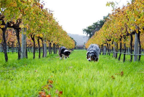 Arimia Restaurant And Winery - Sydney 4u 12