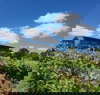 Traralgon Vineyard - Sydney 4u