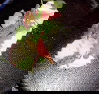 Gladioli - Accommodation Sydney