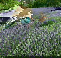 Lavandula Swiss Italian Farm - Sydney 4u
