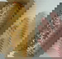 Frank  Beanz - Accommodation Sydney