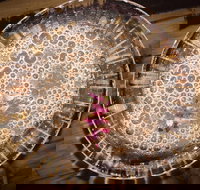 Moya's Juniper Lounge - Accommodation Sydney