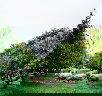 Cambray Cheese Farm Shop - Accommodation Sydney