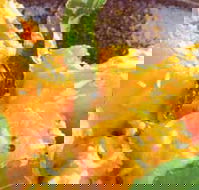 Spice Village - Sydney 4u