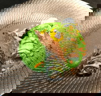 Fireplace - Accommodation Sydney