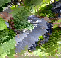 Marcus Hill Vineyard - Accommodation Sydney