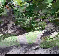 Nick Haselgrove Wines - Sydney 4u