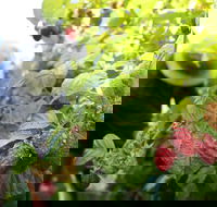 Springwood Farm Berries - Sydney 4u