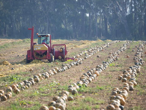Australian Pumpkin Seed Company - Accommodation Sydney 2