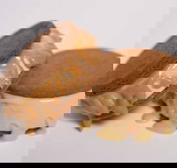 Gelato Messina - South Brisbane - Accommodation Sydney