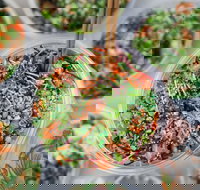 Nudefish Pok - Bondi Beach - Accommodation Sydney