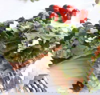 The Garden Tearooms  Cottage Nursery - Accommodation Sydney