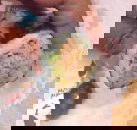 La Porchetta Colac - Colac - Accommodation Sydney