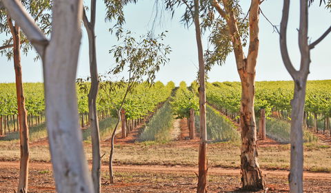 Trentham Estate Winery - Sydney 4u 1