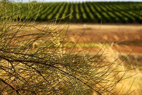 Haselgrove Wines - Sydney 4u 1
