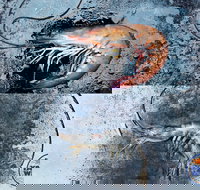 Yamba Wild - Accommodation Sydney