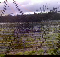 Darlington Vineyard - Accommodation Sydney