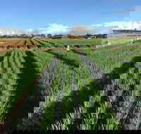 Hawkes Farm - Sydney 4u