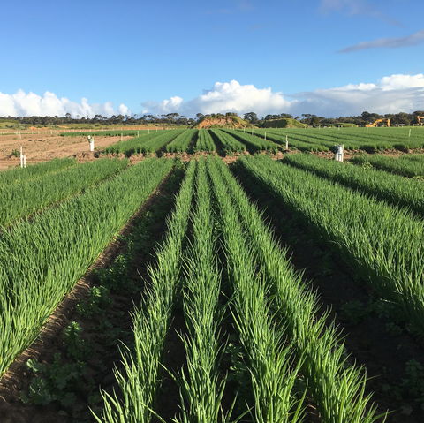 Hawkes Farm - Sydney 4u 0