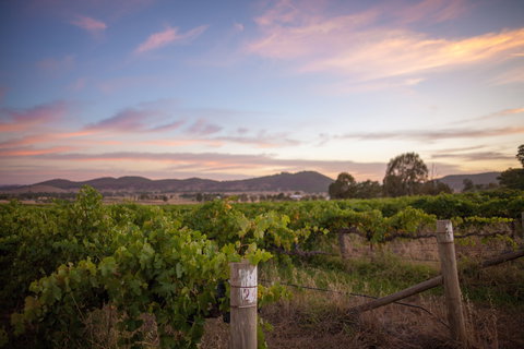 Thistle Hill Wines - Accommodation Sydney 2