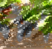 Waybourne Winery - Sydney 4u