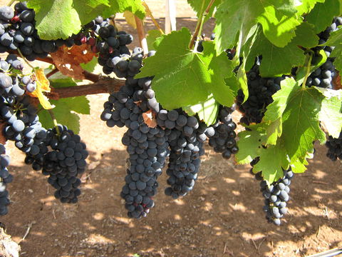 Waybourne Winery - Sydney 4u 0
