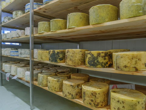 The Wicked Cheese Company - Accommodation Sydney 2