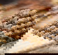 Mayfield Chocolates - Spring Hill - Sydney 4u