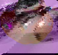 Kokonut Willy's Bar and Grill - Sydney Resort