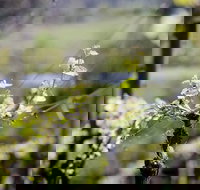 Barrgowan Vineyard - Accommodation Sydney