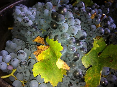 Faisan Estate Wines - Sydney 4u 0