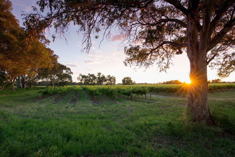 Bleasdale Vineyards - Sydney 4u 2