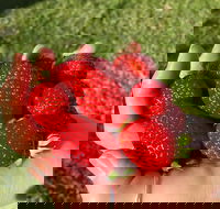 Beechworth Berries - Sydney 4u