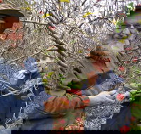 Pine Crest Orchard - Accommodation Sydney