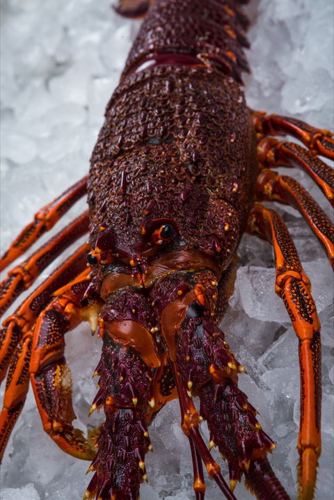 Lobster Shack Tasmania - Accommodation Sydney 0