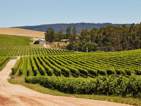 Pipers Brook Vineyard - Sydney 4u 1