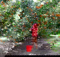 Fords Farm - Sydney 4u