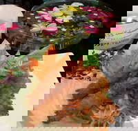 Tang Thai - Accommodation Sydney