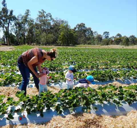 The Big Strawberry - Sydney 4u 0
