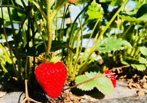The Big Strawberry - Sydney 4u 2