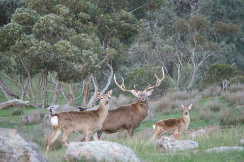 Hahndorf Venison - Sydney 4u 0