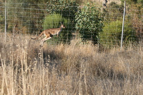 Hahndorf Venison - Sydney 4u 2