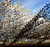 Allambie Orchard and Cafe - Accommodation Sydney