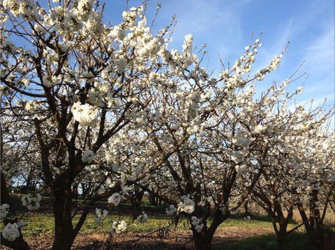 Allambie Orchard And Cafe - Sydney 4u 0