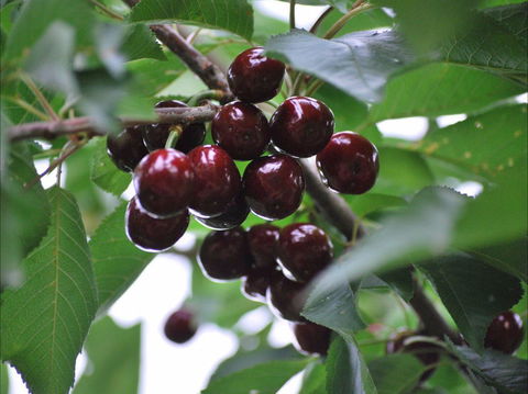 Allambie Orchard And Cafe - Sydney 4u 1