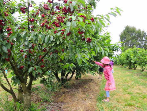 Allambie Orchard And Cafe - Sydney 4u 2
